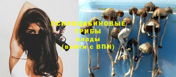 стаф Алзамай